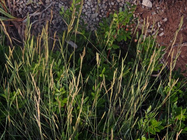 Válečka (Brachypodium retusum (Pers.) P. Beauv.)