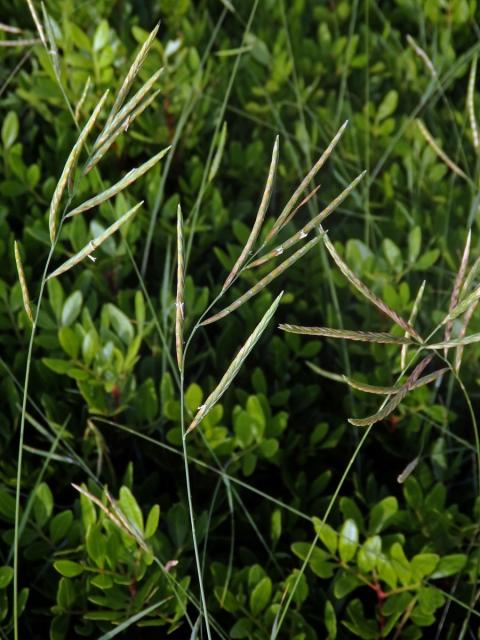 Válečka (Brachypodium retusum (Pers.) P. Beauv.)