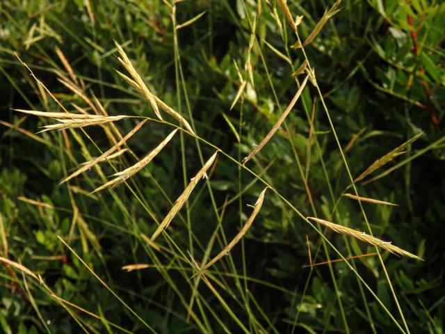 Válečka (Brachypodium retusum (Pers.) P. Beauv.)