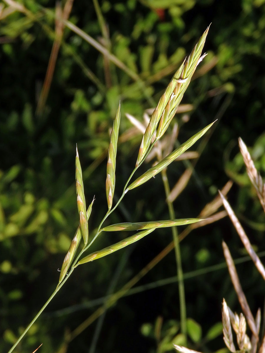 Válečka (Brachypodium retusum (Pers.) P. Beauv.)