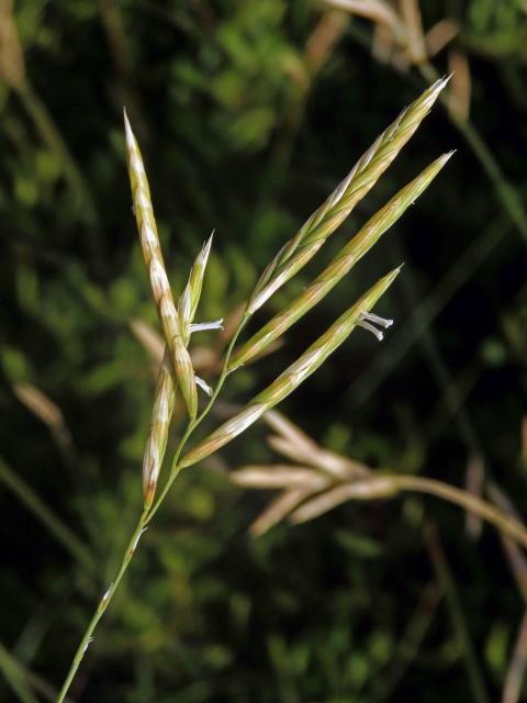 Válečka (Brachypodium retusum (Pers.) P. Beauv.)