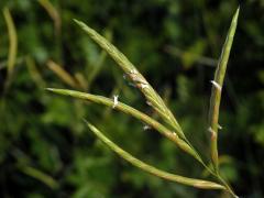 Válečka (Brachypodium retusum (Pers.) P. Beauv.)