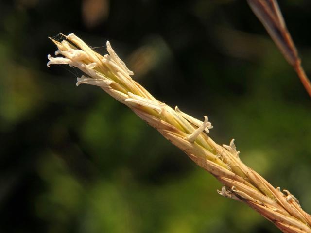 Válečka (Brachypodium retusum (Pers.) P. Beauv.)