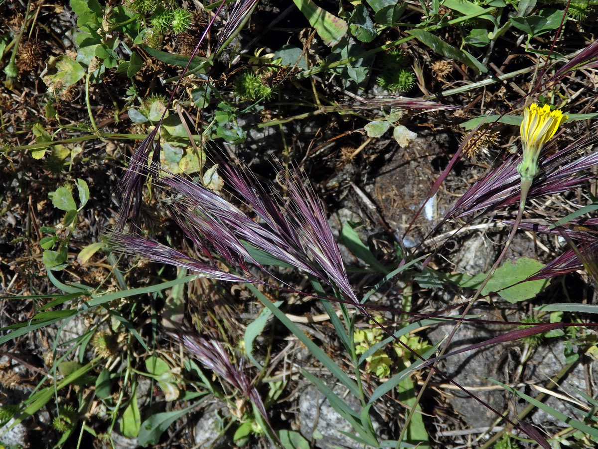 Sveřep madridský (Bromus madritensis L.)