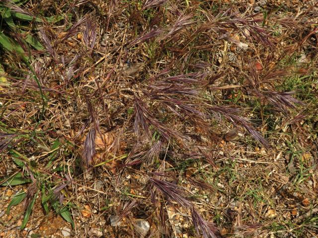 Sveřep madridský (Bromus madritensis L.)