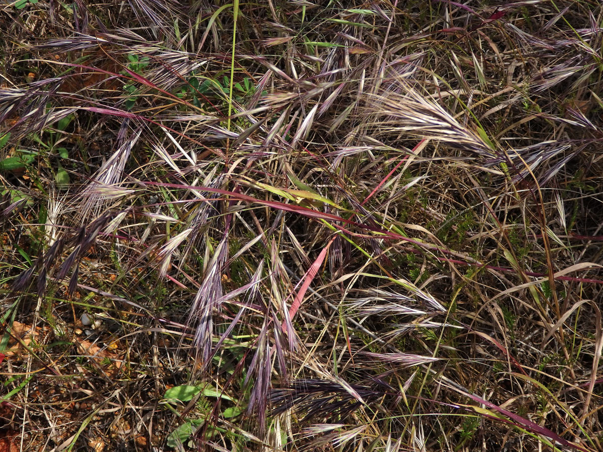 Sveřep madridský (Bromus madritensis L.)