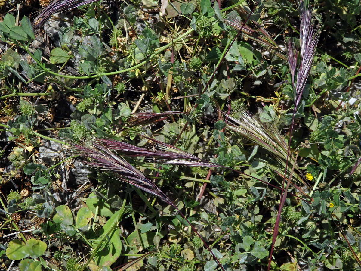 Sveřep madridský (Bromus madritensis L.)