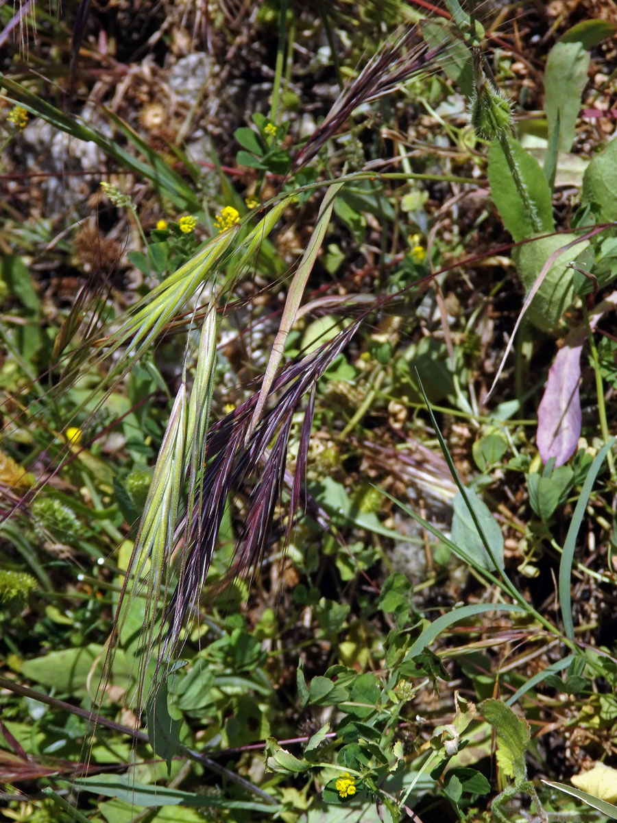 Sveřep madridský (Bromus madritensis L.)