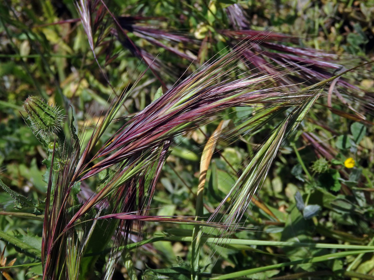 Sveřep madridský (Bromus madritensis L.)