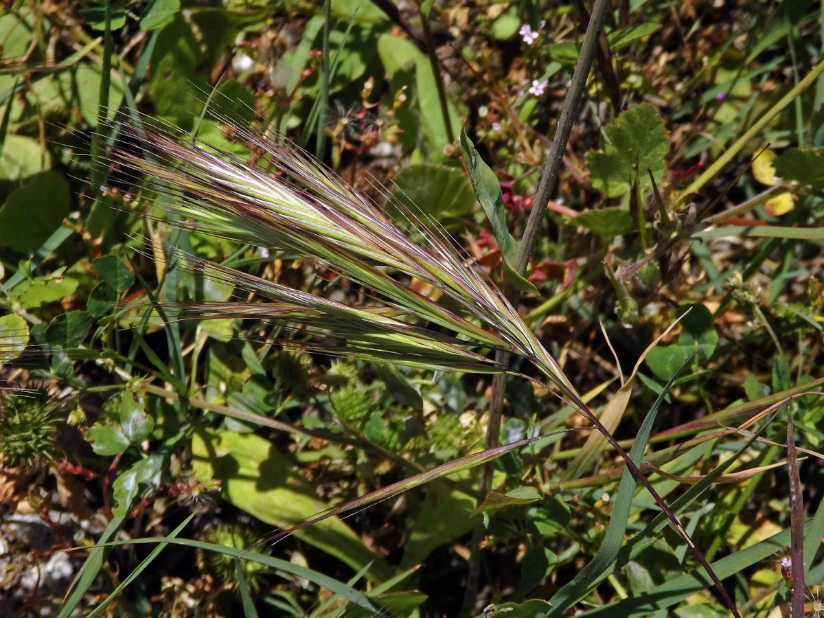 Sveřep madridský (Bromus madritensis L.)