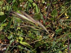 Sveřep madridský (Bromus madritensis L.)