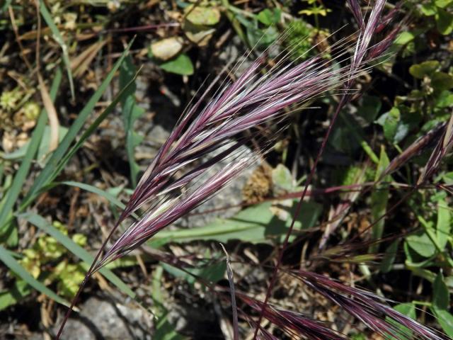 Sveřep madridský (Bromus madritensis L.)