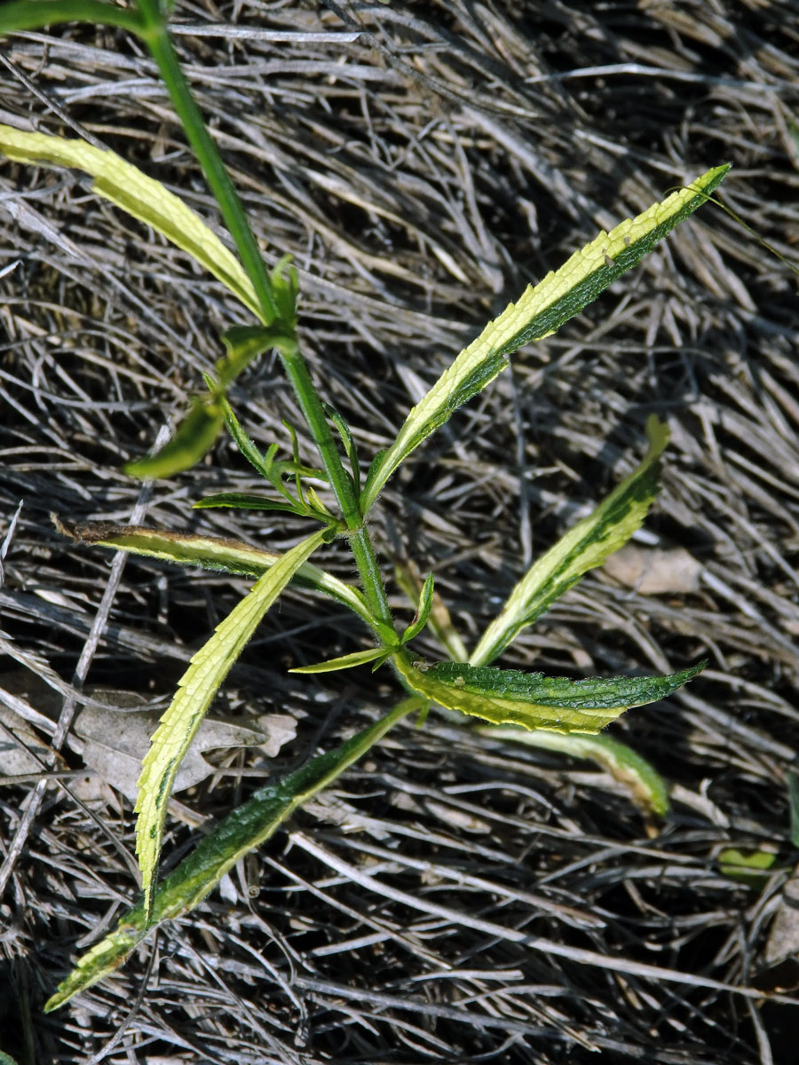 Chybění chlorofylu čistce přímého (Stachys recta L.) (1a)