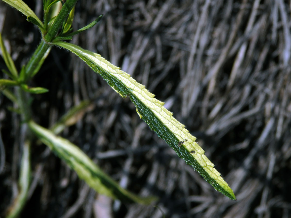 Chybění chlorofylu čistce přímého (Stachys recta L.) (1b)