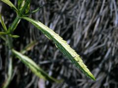 Chybění chlorofylu čistce přímého (Stachys recta L.) (1b)