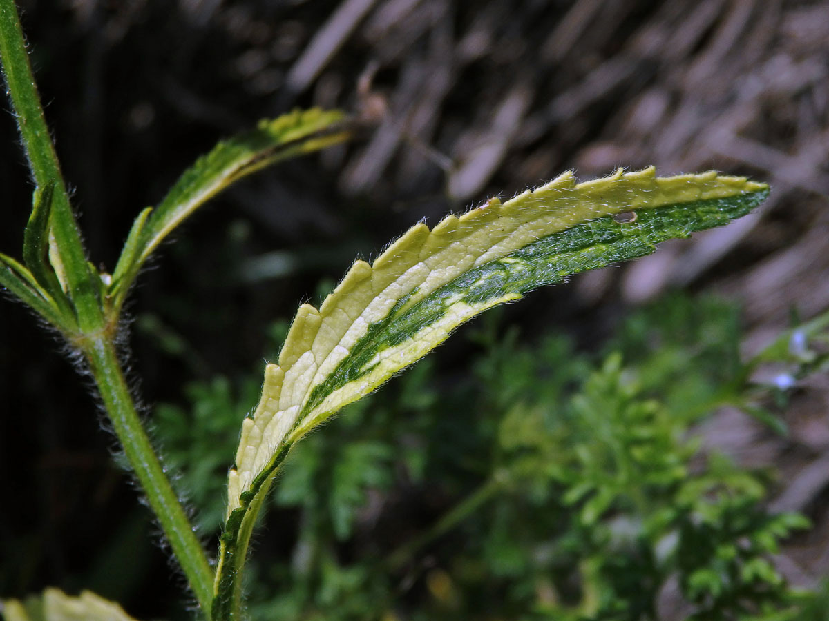 Chybění chlorofylu čistce přímého (Stachys recta L.) (1c)