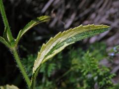 Chybění chlorofylu čistce přímého (Stachys recta L.) (1c)