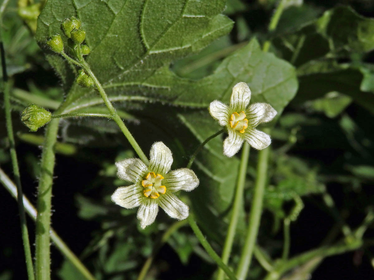 Posed dvoudomý (Bryonia dioica Jacq.) s šestičetným květem (7)