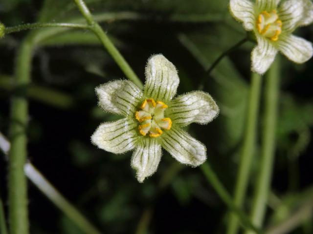 Posed dvoudomý (Bryonia dioica Jacq.) s šestičetným květem (7b)