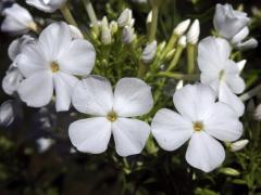 Plamenka latnatá (Phlox paniculata L.) s čtyřčetným květem (22)