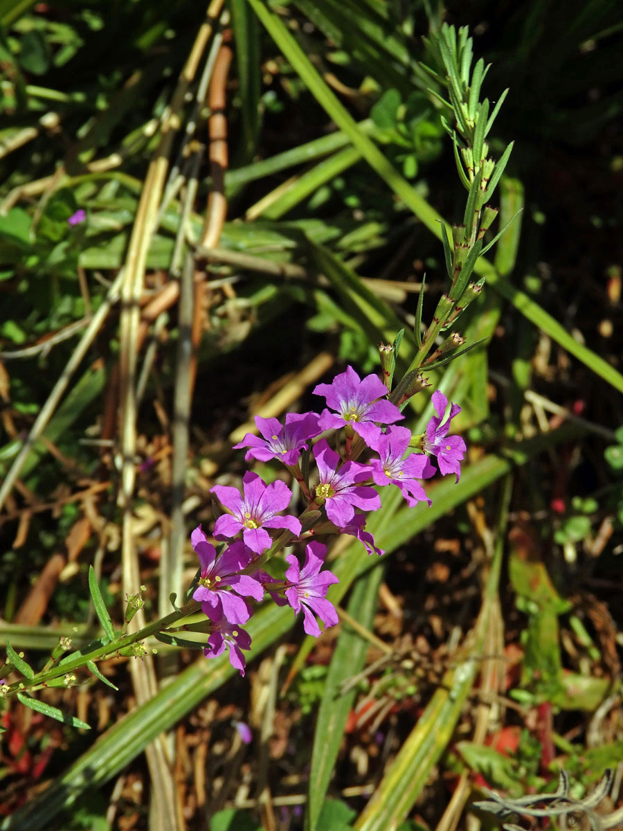 Kyprej sítinovitý (Lythrum junceum Banks et Sol.)