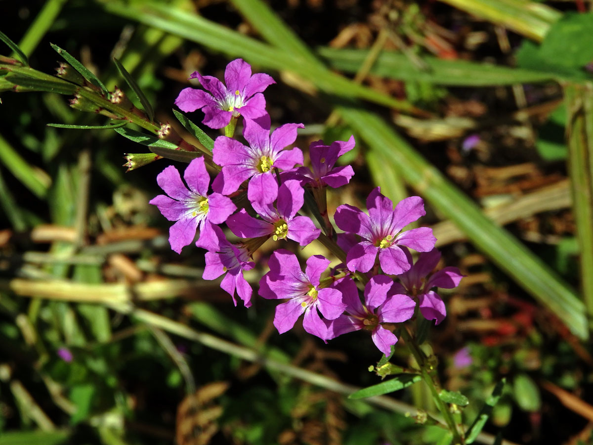 Kyprej sítinovitý (Lythrum junceum Banks et Sol.)