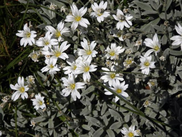 Rožec Biebersteinův (Cerastium biebersteinii DC.)