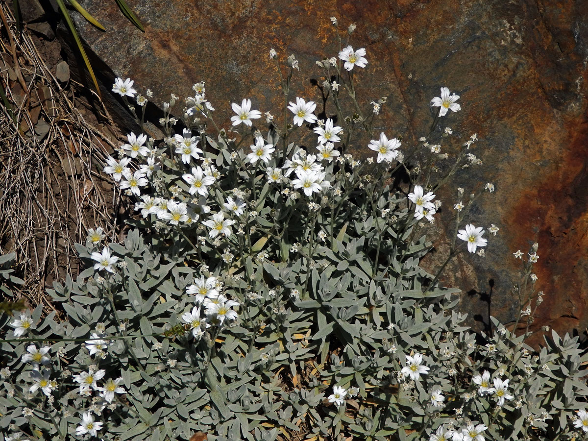 Rožec Biebersteinův (Cerastium biebersteinii DC.)