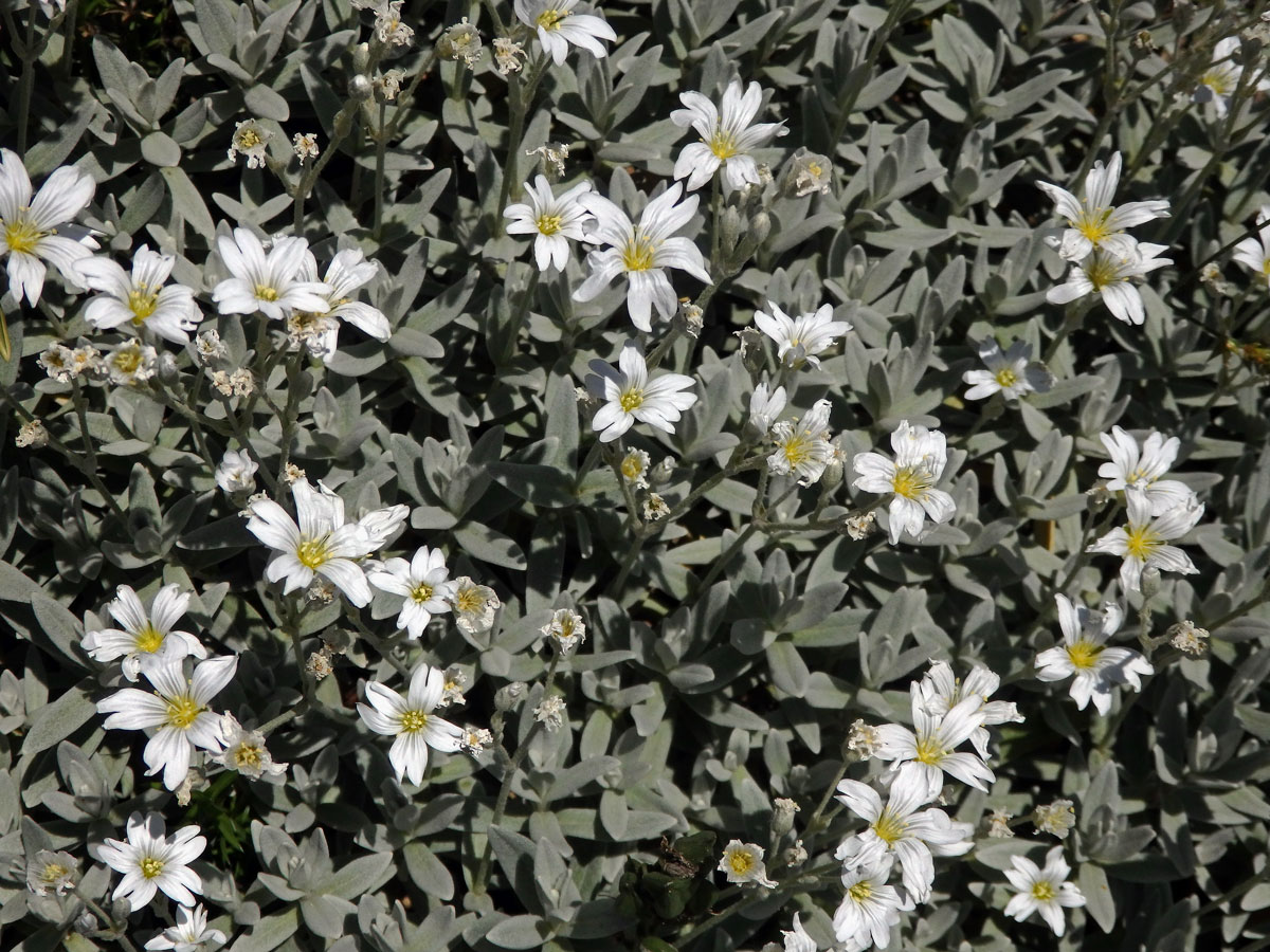 Rožec Biebersteinův (Cerastium biebersteinii DC.)