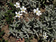 Rožec Biebersteinův (Cerastium biebersteinii DC.)