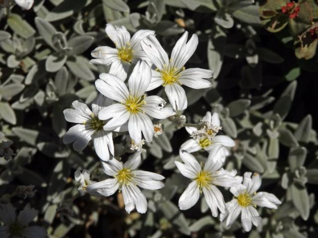 Rožec Biebersteinův (Cerastium biebersteinii DC.)