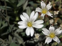 Rožec Biebersteinův (Cerastium biebersteinii DC.)