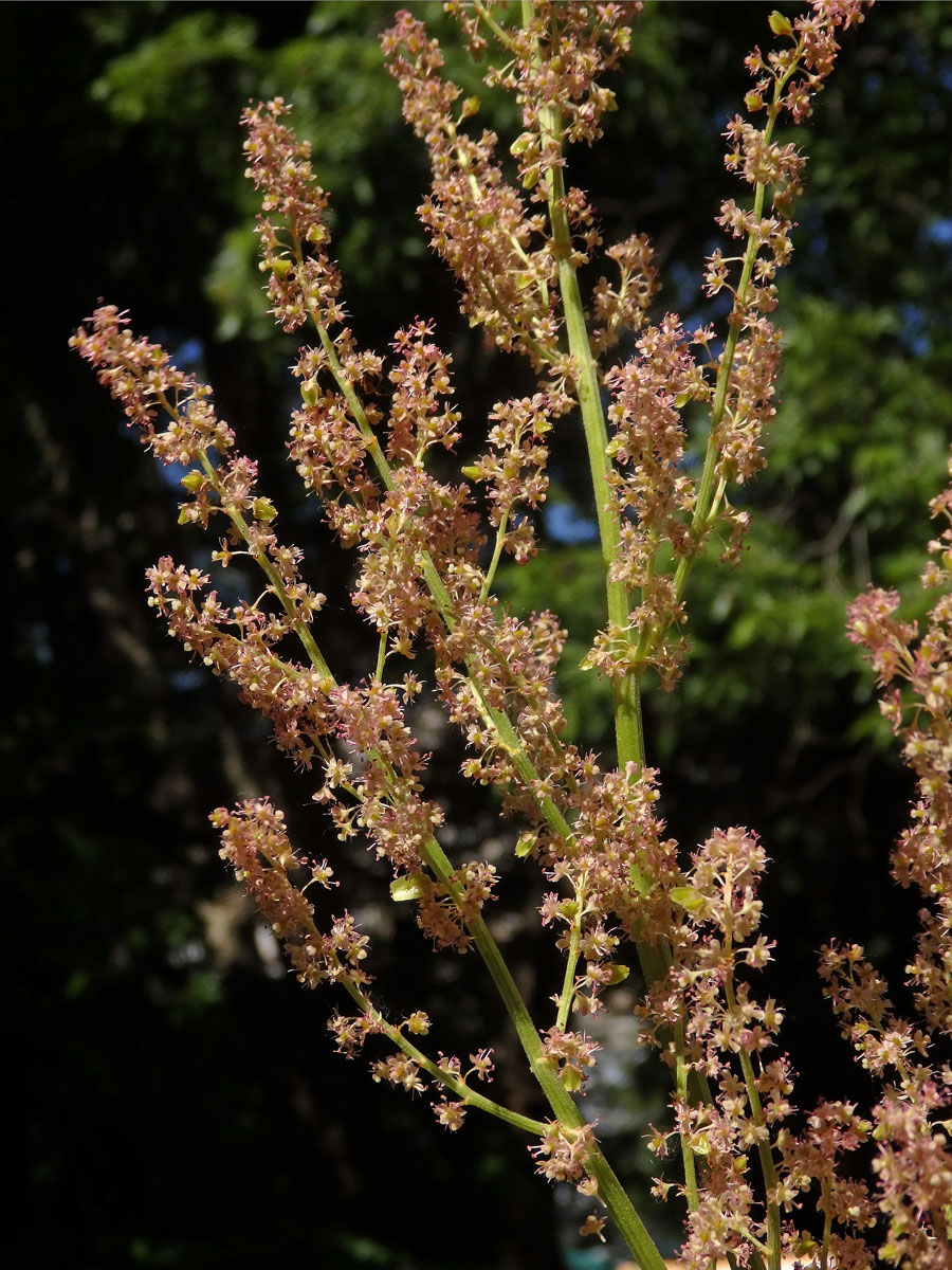 Reveň dlanitá (Rheum palmatum L.)