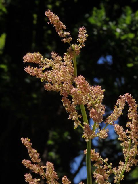 Reveň dlanitá (Rheum palmatum L.)