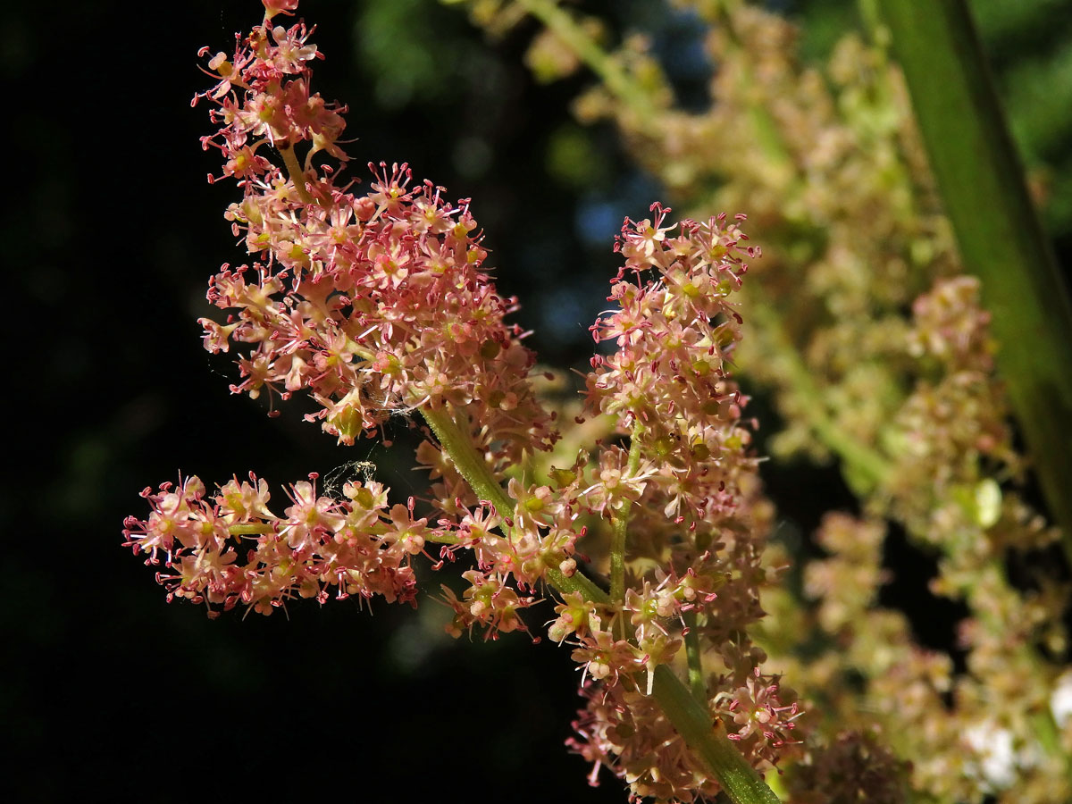 Reveň dlanitá (Rheum palmatum L.)