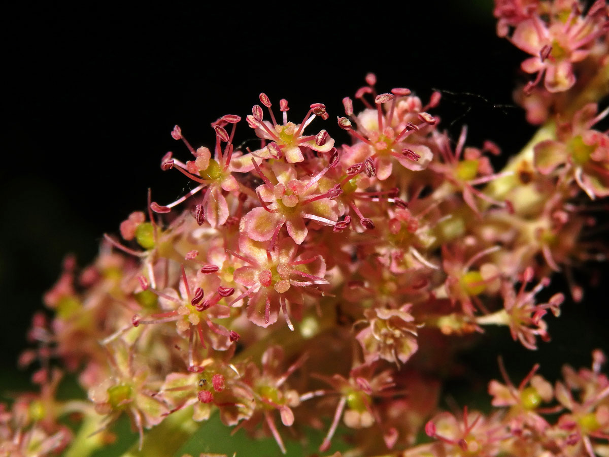 Reveň dlanitá (Rheum palmatum L.)