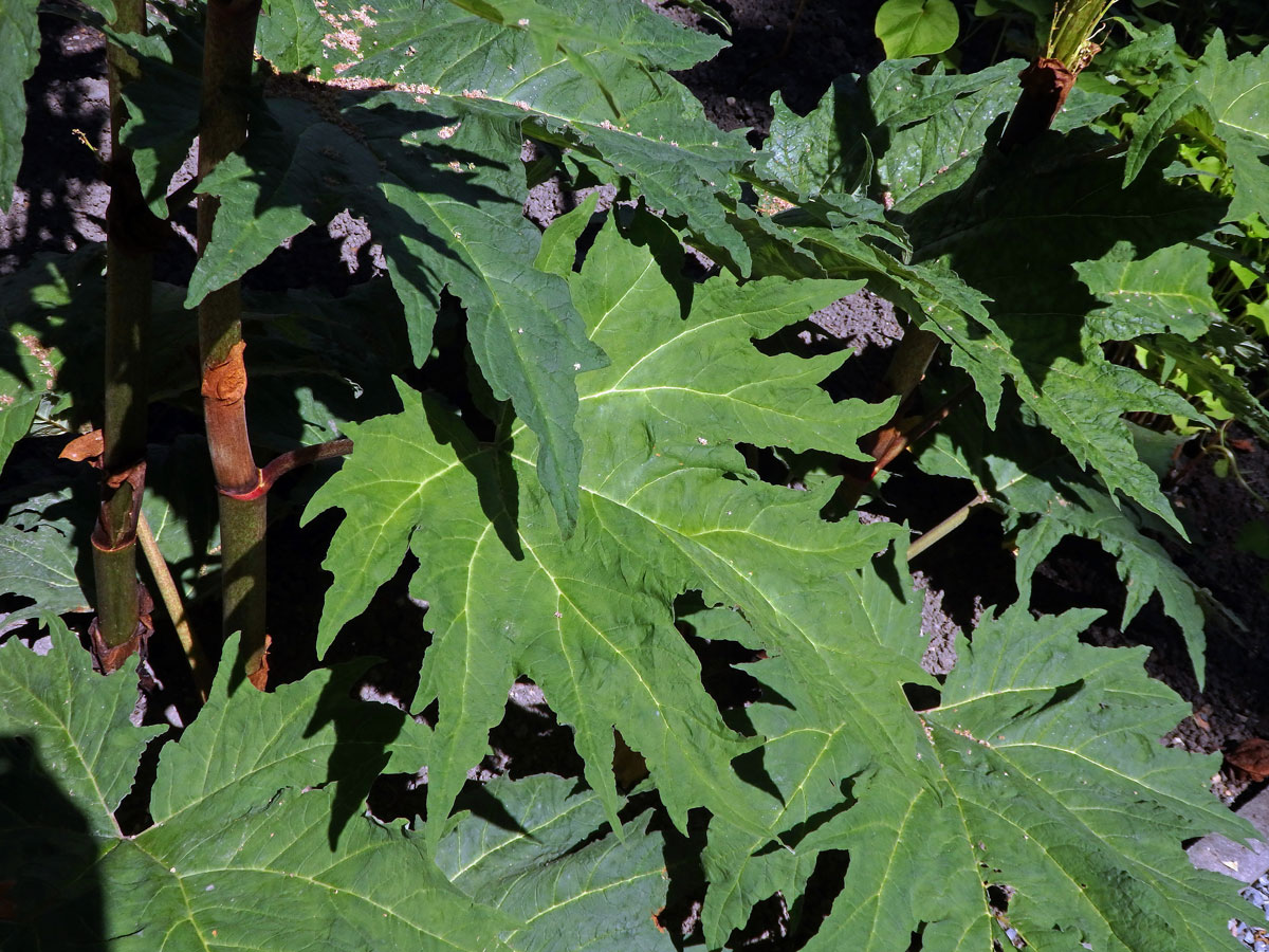 Reveň dlanitá (Rheum palmatum L.)