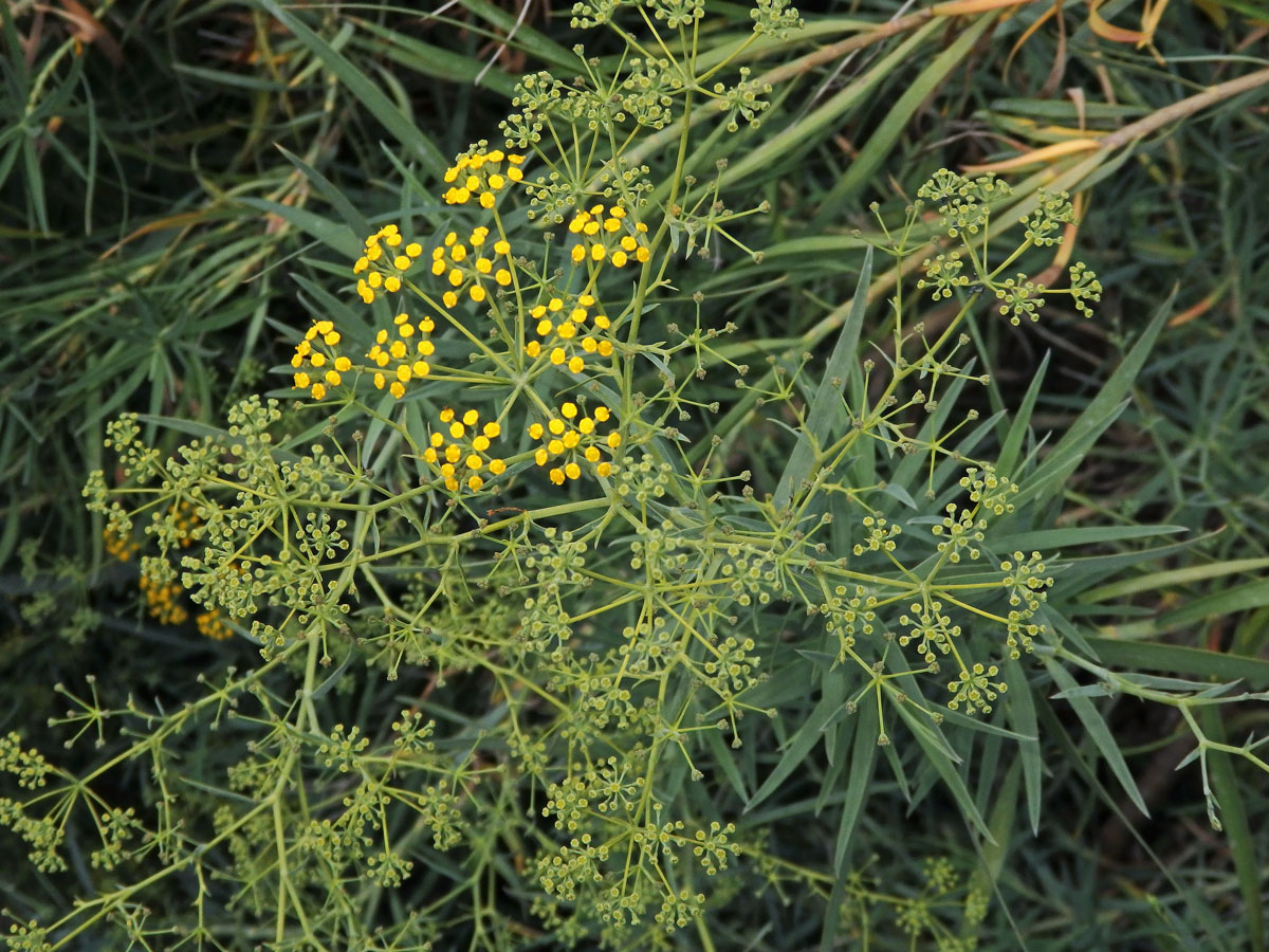 Prorostlík vrbolistý (Bupleurum salicifolium (Webb ex Parl.) Sunding & G. Kunkel)