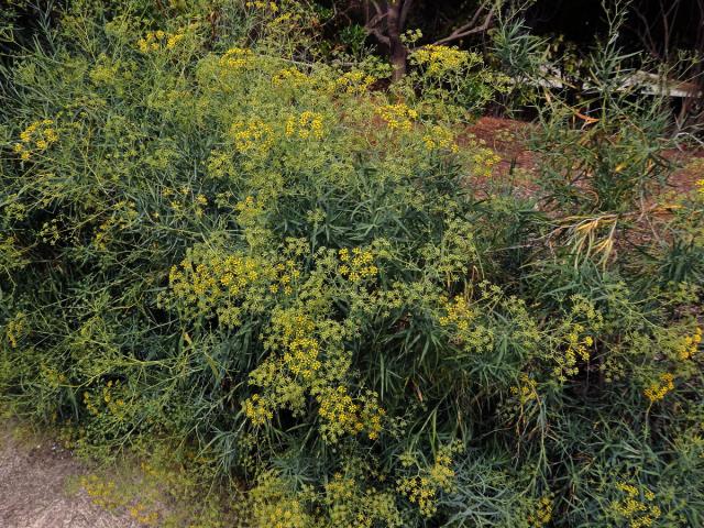 Prorostlík vrbolistý (Bupleurum salicifolium (Webb ex Parl.) Sunding & G. Kunkel)