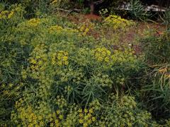 Prorostlík vrbolistý (Bupleurum salicifolium (Webb ex Parl.) Sunding & G. Kunkel)