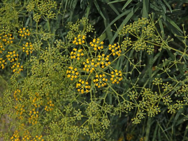 Prorostlík vrbolistý (Bupleurum salicifolium (Webb ex Parl.) Sunding & G. Kunkel)