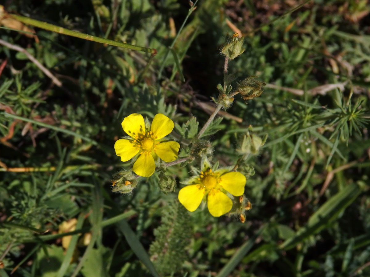 Mochna rozkladitá (Potentilla patula Waldst. et Kit.)