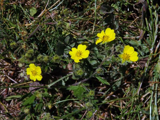 Mochna rozkladitá (Potentilla patula Waldst. et Kit.)