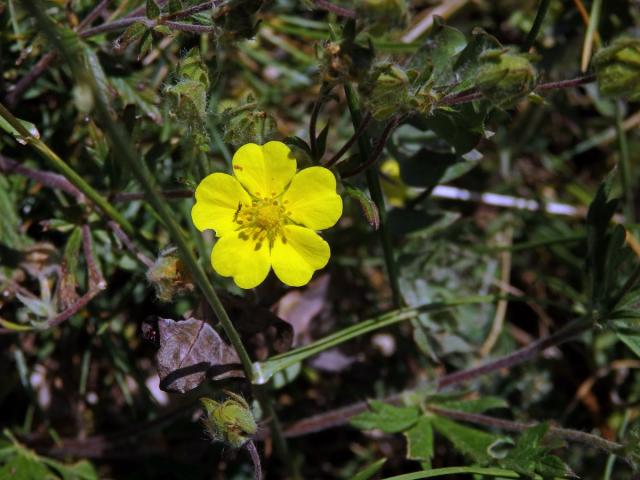 Mochna rozkladitá (Potentilla patula Waldst. et Kit.)