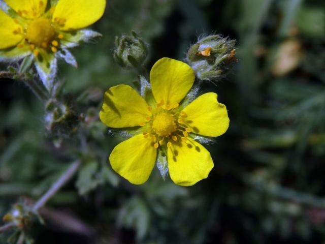 Mochna rozkladitá (Potentilla patula Waldst. et Kit.)