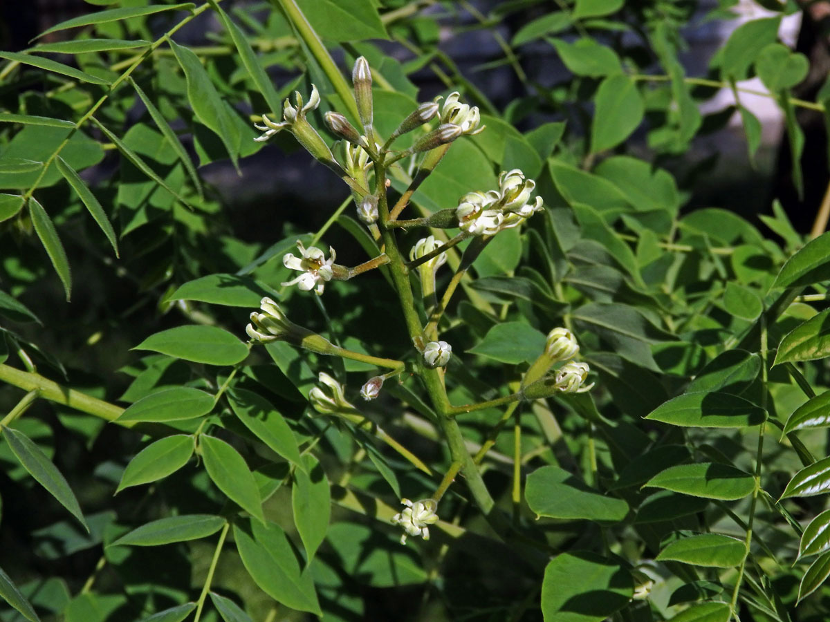 Nahovětvec dvoudomý (Gymnocladus dioica (L.) K.) Koch)