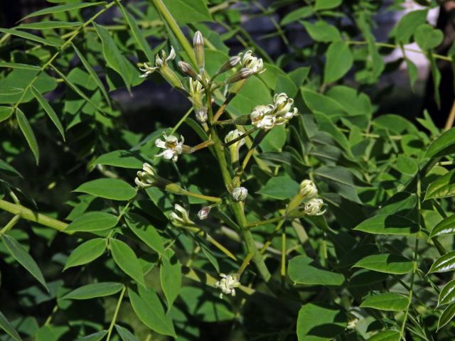 Nahovětvec dvoudomý (Gymnocladus dioica (L.) K.) Koch)