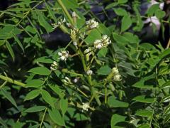 Nahovětvec dvoudomý (Gymnocladus dioica (L.) K.) Koch)    