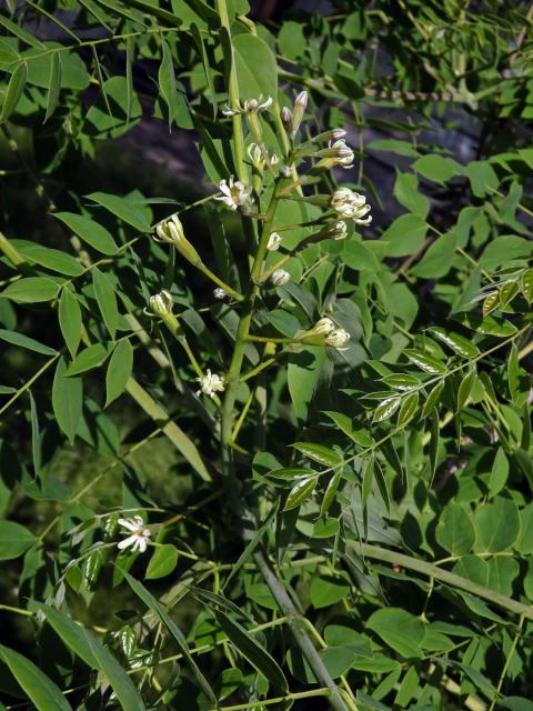 Nahovětvec dvoudomý (Gymnocladus dioica (L.) K.) Koch)