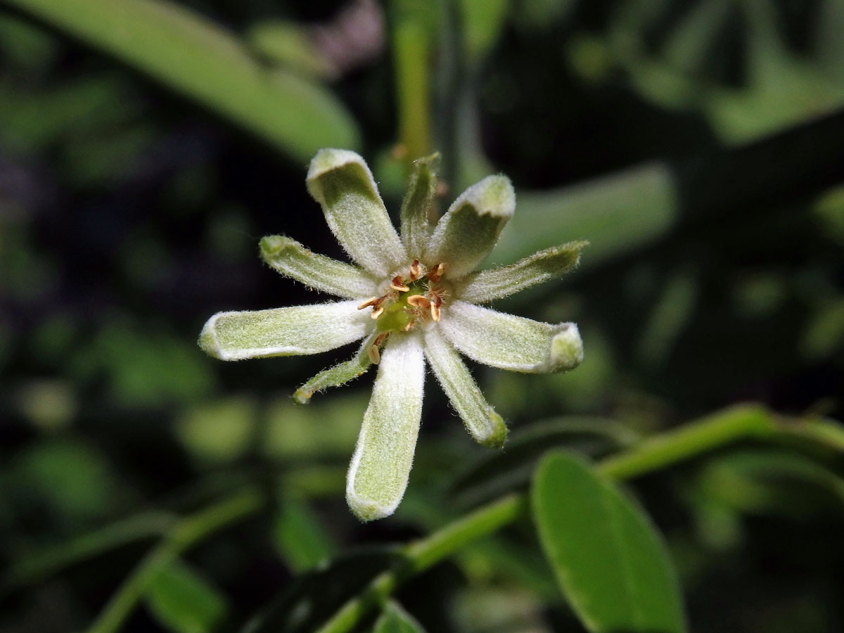 Nahovětvec dvoudomý (Gymnocladus dioica (L.) K.) Koch)